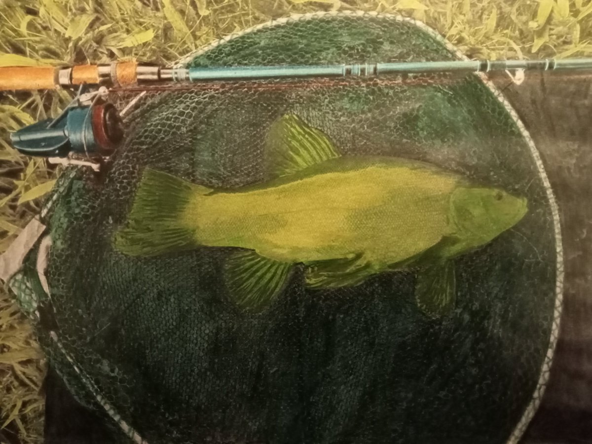 I also approach other subjects. 'The Summer Tench'. Pencil Crayon. #Drawing #Artistontwitter #coarsefishing #tench