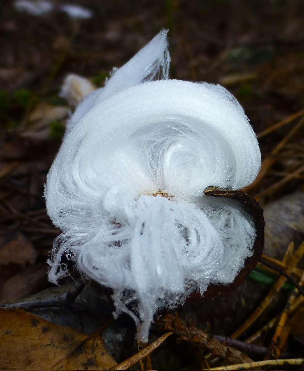 Found some lovely Frosty Beard/Hair Ice in the Culbin Wood, Nairn Scotland, yesterday after a -7°c Wednesday night 💙❄️❄️ @StormHour @MacroHour @BBCScotWeather @BBCHighlands #FrostyBeard #HairIce @metoffice @BBCSpringwatch