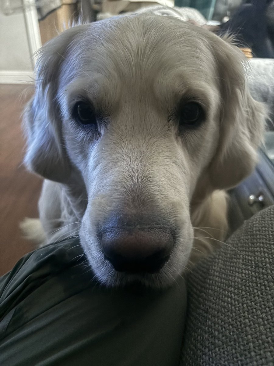 Mmmmm bacon sammich 🤤 I too am a fan of the sammich of bacon, may I assist you in its nomming? #baconsammich #GoldenRetrievers #dogs