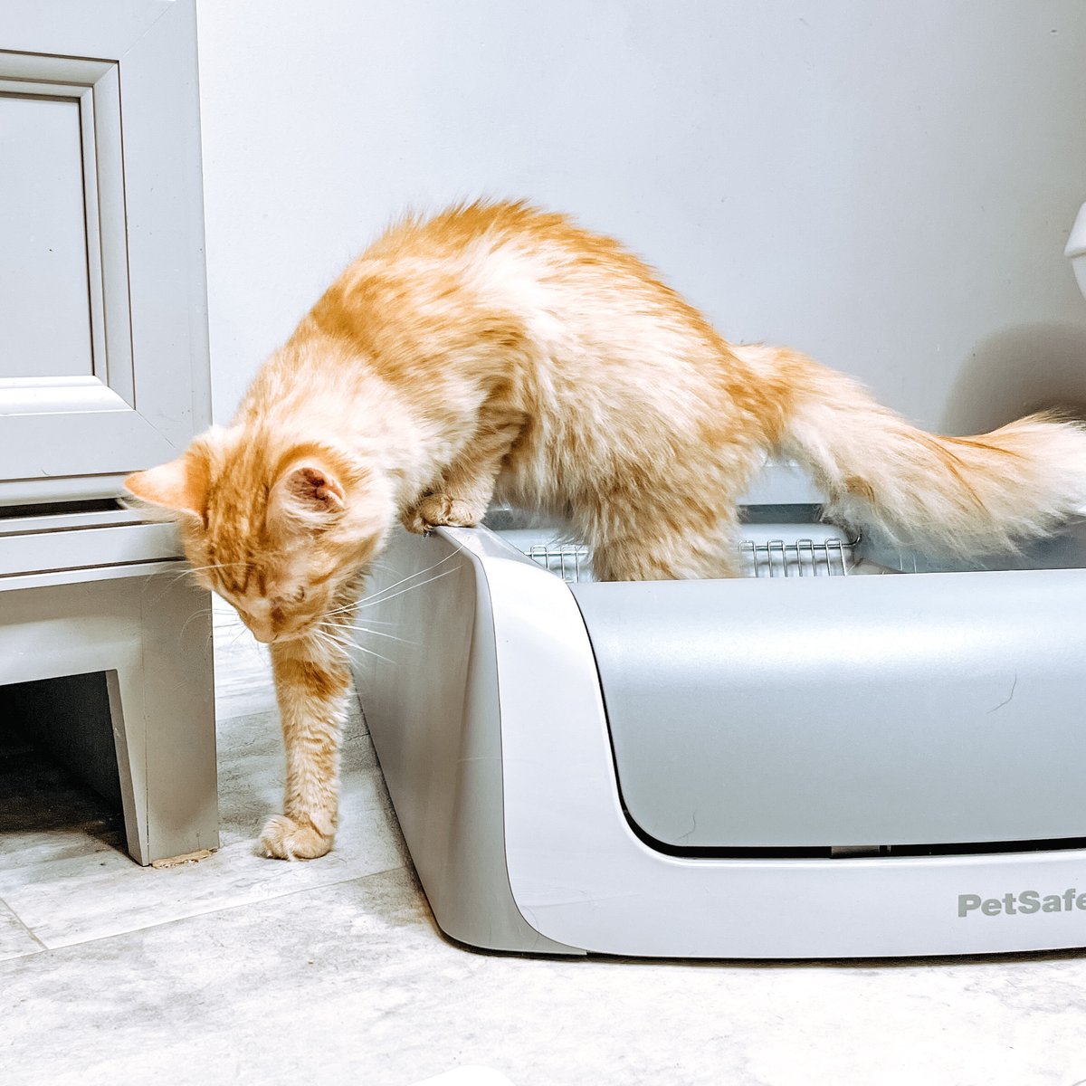 🐾GIVEAWAY 🐾 Want to win the ScoopFree Self-Cleaning Litter Box? 🐈 To enter: retweet, comment and follow @PetSafeUK #Giveaway #Competiton