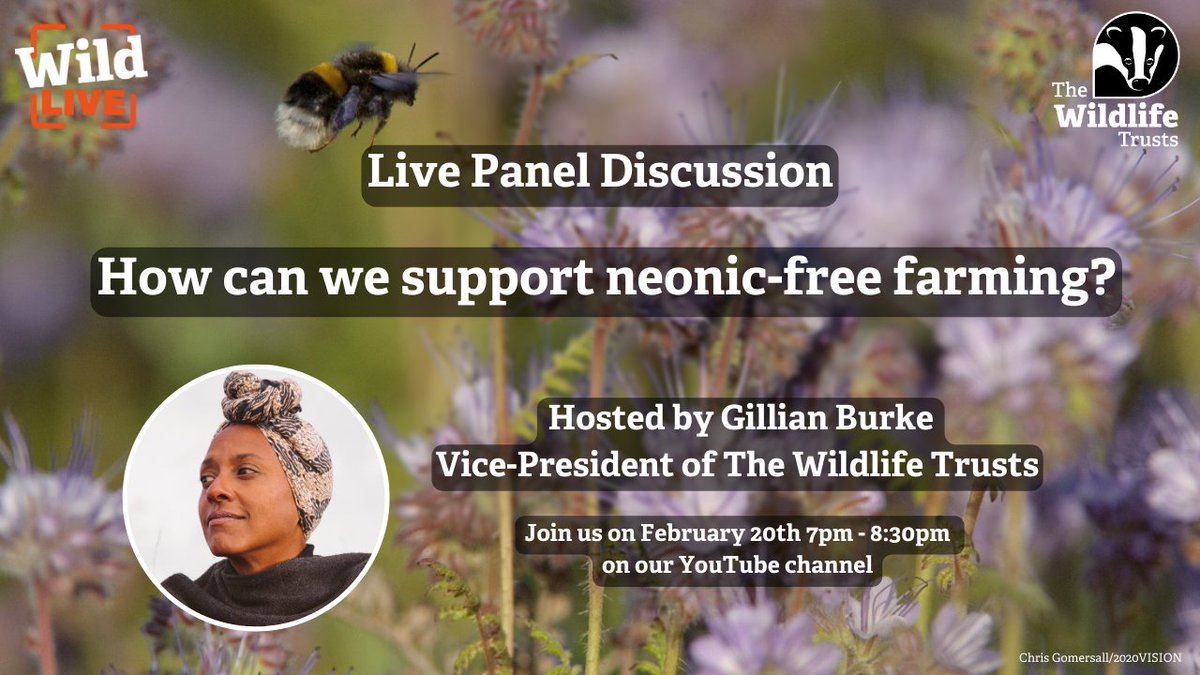 Once again, UK Government has approved the use of a bee-killing pesticide. How can we support farmers to move away from neonics? Register for our free online Wild LIVE on Feb 20 at 7pm and find out! 👉 wildlifetrusts.org/events/2024-02…