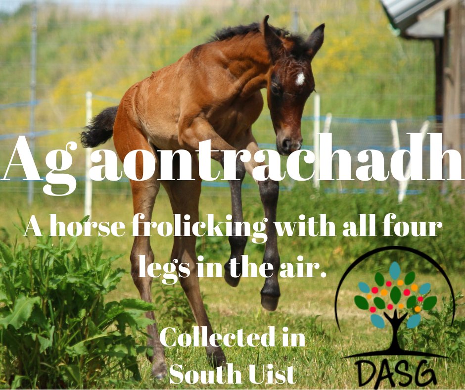 DASG_Glaschu's tweet photo. 🐴
AG AONTRACHADH - A HORSE FROLICKING WITH ALL FOURS IN THE AIR
🐎
#AgAontrachadh #Each #Eich #Capall
#Marcachd #Marcaíocht #Dressage #Riding #HorseRiding
🏇
#Alba #Scotland
#Gàidhlig #ScottishGaelic
#DigitalArchiveofScottishGaelic #DASG https://t.co/dowIkEKEI0