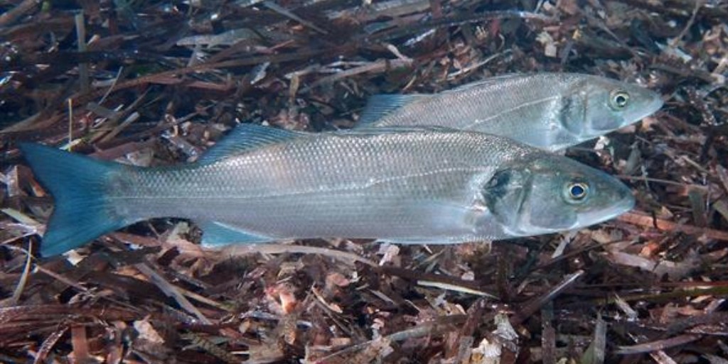 BiologiaUB's tweet photo. #PapersBiologiaUB | 🐟 L'exercici moderat en el #llobarro augmenta la seva capacitat aeròbica sense afectar el creixement i amplia la seva capacitat de resistència sense comprometre la producció.

🖊️ Dpt. de Biologia Cel·lular, Fisiologia i Immunologia
https://t.co/oWe0lKD4qV https://t.co/yGJ53nAaZH