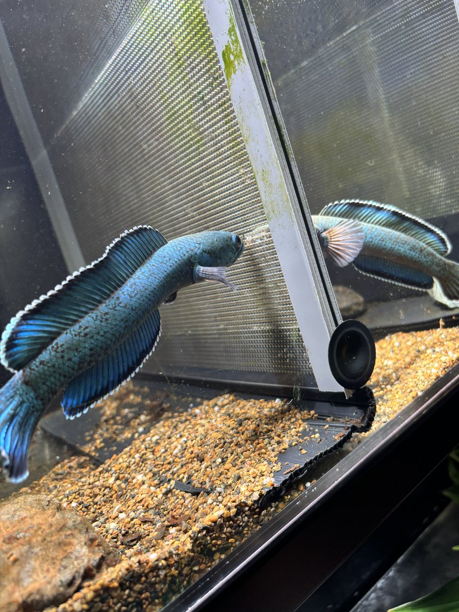 chan7.sp (@zom24351560) / Posts / X