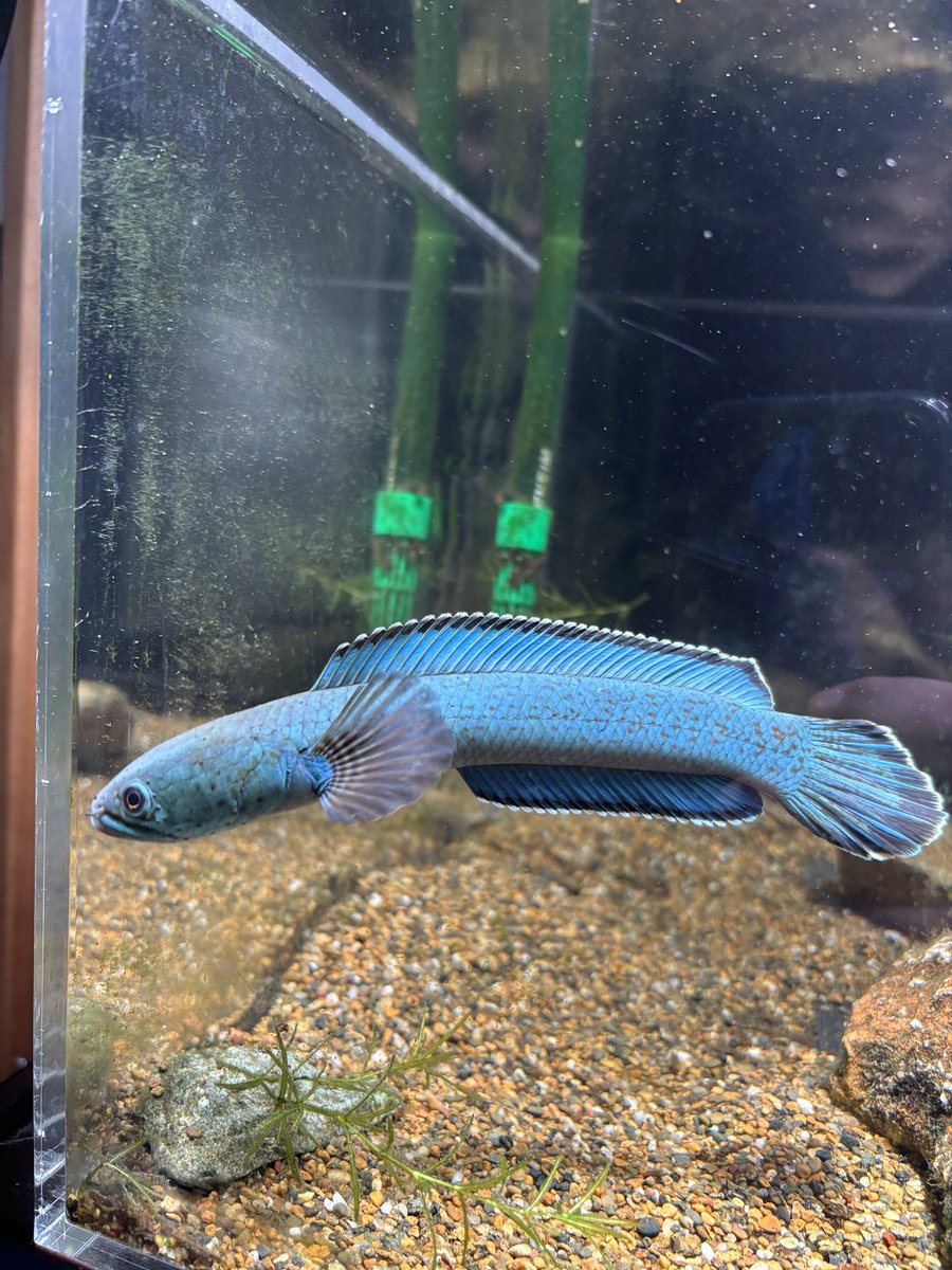 chan7.sp (@zom24351560) / Posts / X