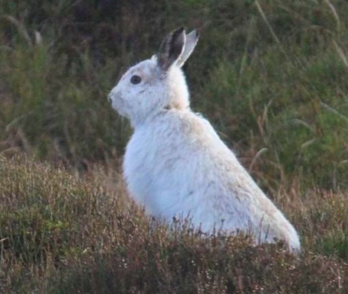Fewer and fewer #mountainhares in @peakdistrict @PTES @HPT_Official @access_bmc