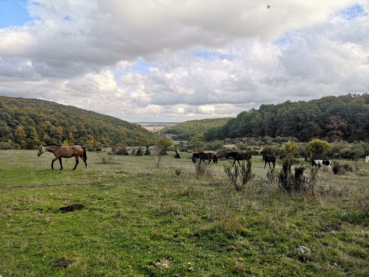 RestorMine tweet media