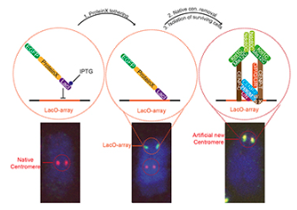 J Cell Science (@j_cell_sci) on Twitter photo JingHui Cao, <a href="/tatsuofukagawa1/">Tatsuo Fukagawa</a> and colleagues use auxin-inducible-degron-based knockouts to dissect artificial kinetochore formation in chicken DT40 cells.
Highlight: journals.biologists.com/jcs/article/13…
Article: journals.biologists.com/jcs/article/13… JingHui Cao, <a href="/tatsuofukagawa1/">Tatsuo Fukagawa</a> and colleagues use auxin-inducible-degron-based knockouts to dissect artificial kinetochore formation in chicken DT40 cells.
Highlight: journals.biologists.com/jcs/article/13…
Article: journals.biologists.com/jcs/article/13…