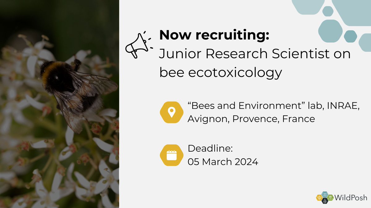 WildPoshProject's tweet photo. 📢 INRAE is now #recruiting a junior research scientist.

This position aims to strengthen the lab expertise in the field of #ecotoxicology, in order to move towards a more holistic and ecologically relevant #RiskAssessment. 🐝

🔗Learn how to apply here: https://t.co/YRq0WAm1Fm https://t.co/USkKZboWPu