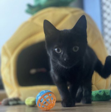 Oh! 🖤

Sweetest ✅ 
Mini ✅ 
Panther ✅

Veterinary nurses can give you professional guidance when choosing and welcoming a new pet 🦔🐇🐈🐕

HAVE a lovely WEEKEND🌷

#zumi #professional #petcare #RVN #zumipetcareapp #homevisits #cat #vetnurse #newpet #behaviour #potd #kitten