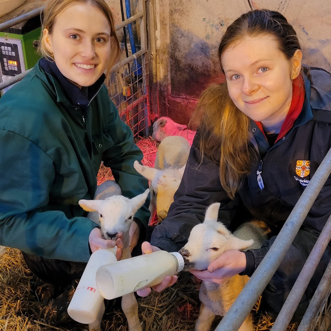 Happy Friday! Check out our fourth year vet students feeding lambs at our own @Cambridge_Uni Farm🐑 Our fourth years manage the lambing season each year! If you think you might want to study with us see our events for 6th formers👇🏽 vet.cam.ac.uk/study/vet/vetc… #BeACambridgeVet