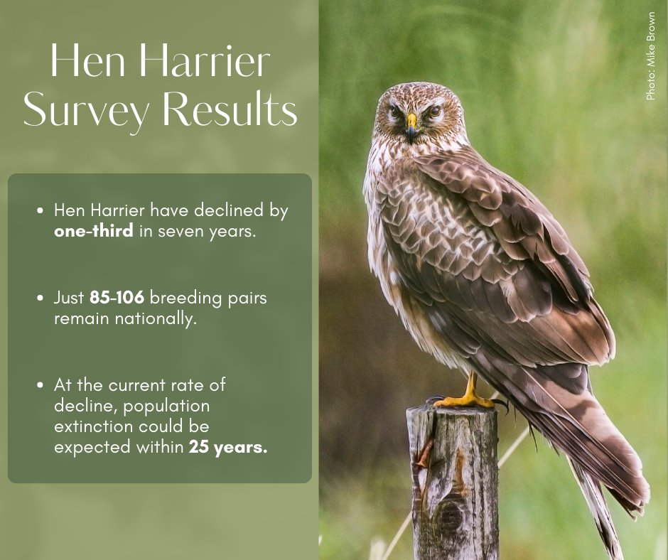 As one of the best studied bird species in Ireland, the demise of the Hen Harrier is no mystery. We know what to do to save them from extinction. 
Help to #SavetheSkydancer by backing our 3 key asks of the Hen Harrier Threat Response Plan. Find out how at birdwatchireland.ie/henharrier