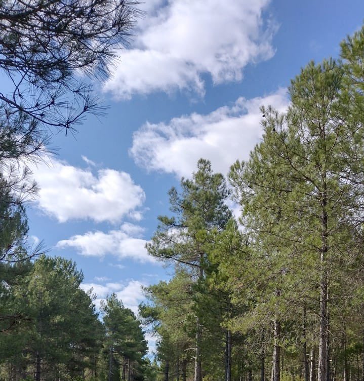 KikeCollada's tweet photo. 😍Contentísimo de ser beneficiarios del proyecto “Bosques activos y resilientes para la transformación socioeconómica del entorno del Alto Tajo”

Casi 2M€ para hacer de la #BioeconomíaForestal nuestro motor económico con entidades de primer nivel https://t.co/nAvIb6TLRH