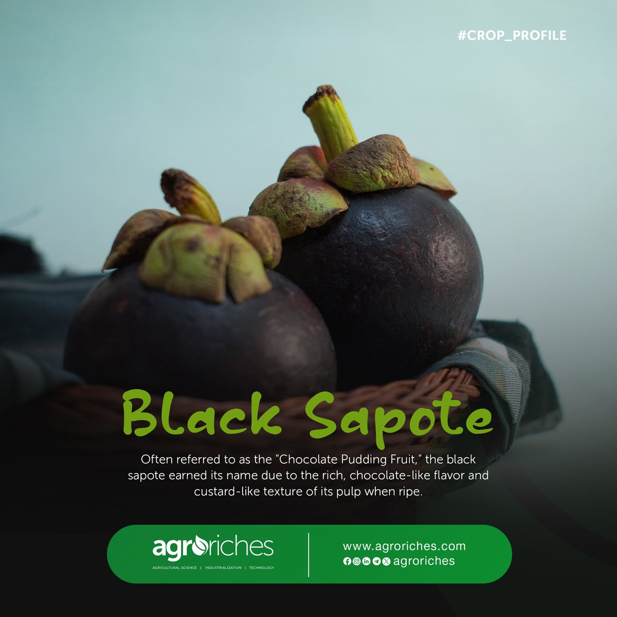 Black Sapote: Nature's chocolate pudding fruit, rich in flavor and health benefits.

#agroriches #agriculturaltrends #agriculturenews #african #women #agricultureinghana #ghana #articles #farming #growth #food #agriculture #technologynews