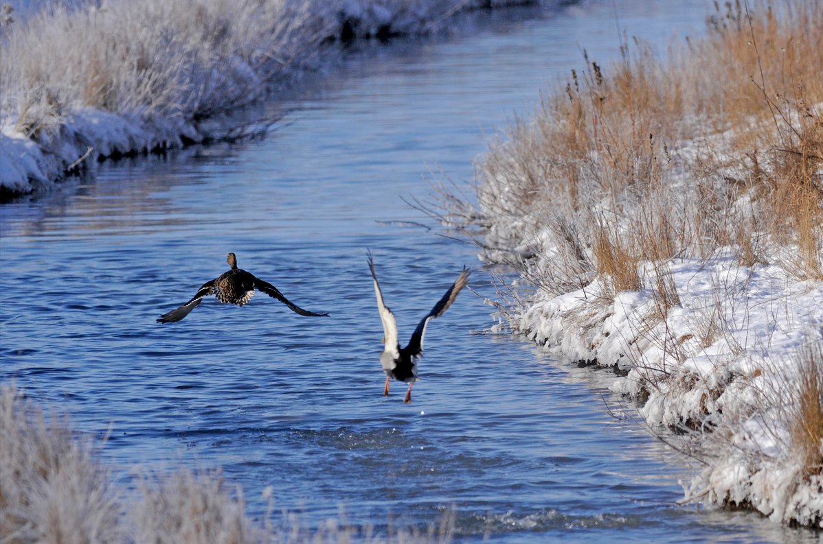 ducanada's tweet photo. Take a moment this weekend to immerse yourself in the beauty of nature. ❄️🦆

Wetlands are beautiful places to relax and connect with the outdoors any time of year. Discover local wetland destinations in your region by visiting
➡️ https://t.co/MQgNAQNADK https://t.co/x71DboLhwX
