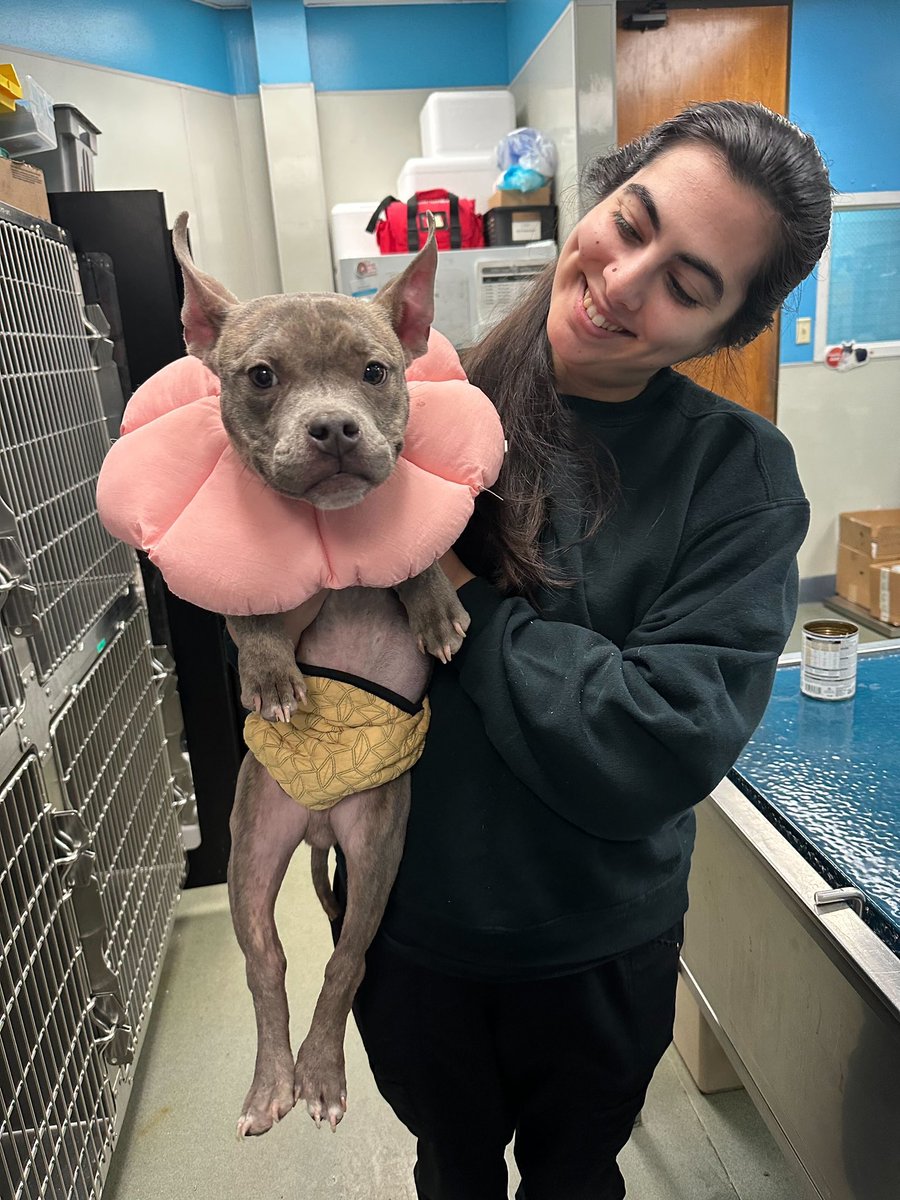 dog_rates's tweet image. This is Pierre. He&apos;s suffering from a painful prolapse in his private area. Due to his medical needs, he was set to be euthanized. Luckily, he&apos;s getting a second chance, but he needs a critical surgery to prevent further damage. You can help him below ❤️‍🩹

15outof10.org/pierre-2/