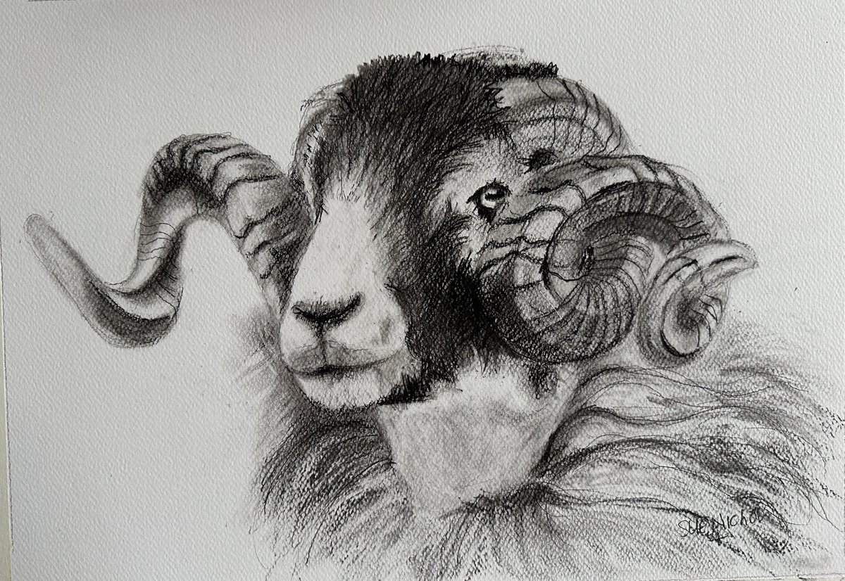 #Charcoalpencil #drawing of a #SwaledaleTup #watercolourpaper image 17x12” I think he is finished now.