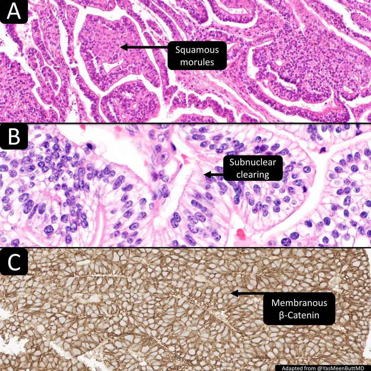 DrCycloPath tweet picture