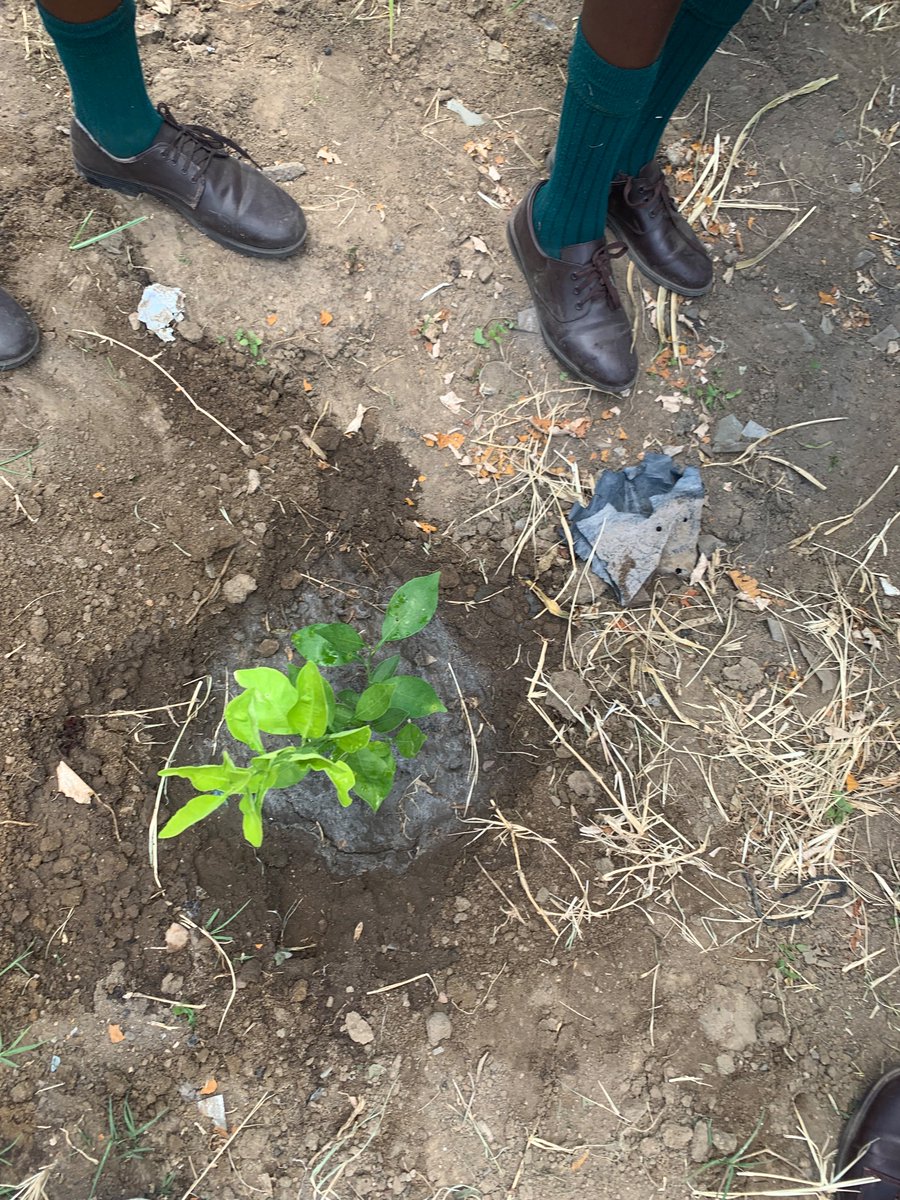 Under our EmpowerAgri project, we engaged with Mufakose High 1 students in tree planting to encourage a culture of environmental awareness in young people in Harare. It was exciting, educative and an inspiration to everyone to plant a tree for environmental sustainability.