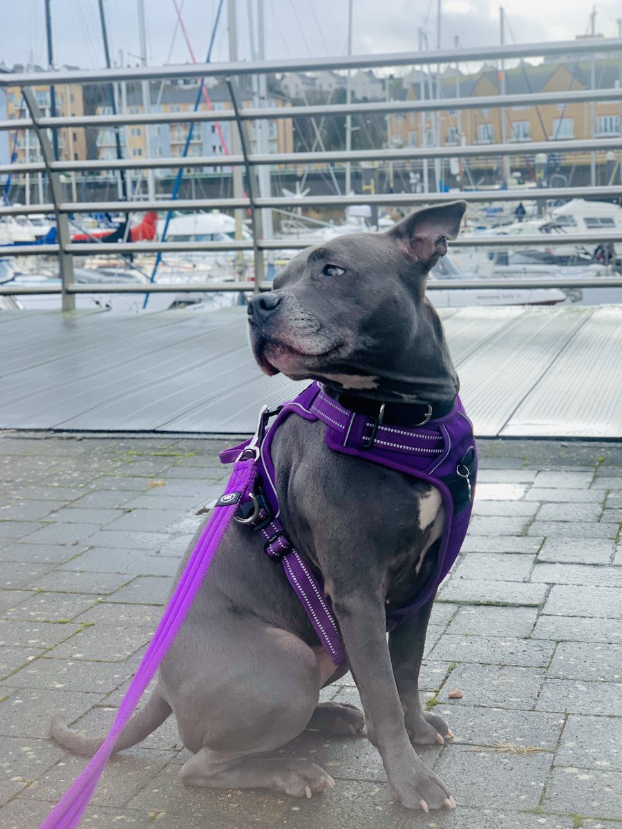 Mum told me to pose for a photo.  I was trying to look glamorous - what do you think? 💜💜 #IsaMary #DogModel