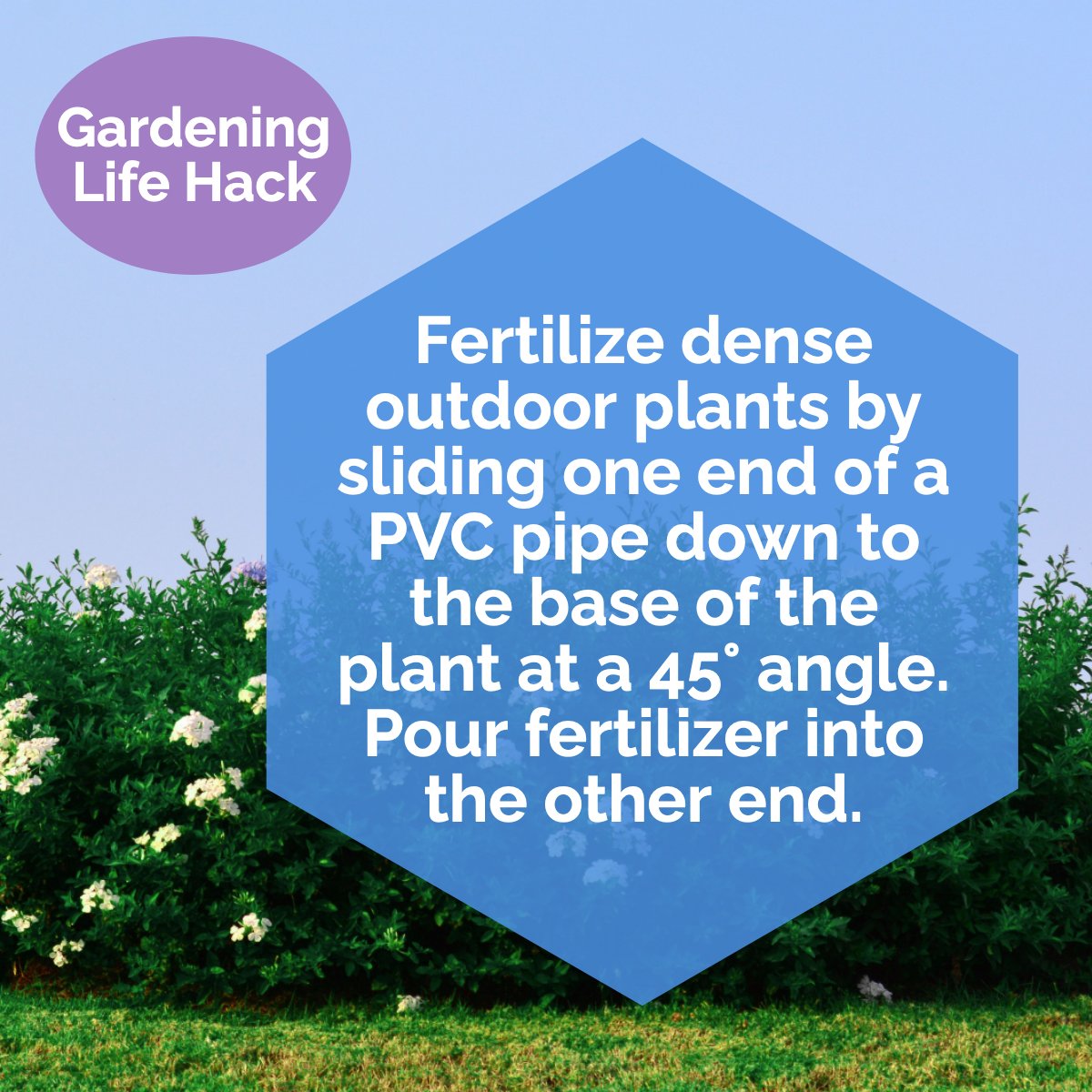 Don’t forget to fertilize with a water-soluble fertilizer, typically every 3rd watering. Good luck and great planting! 🌳🌲💧

#ecofriendly #recycle #fertilize #bushes #diy #gardeningtip #protip

 #thefuentesteam