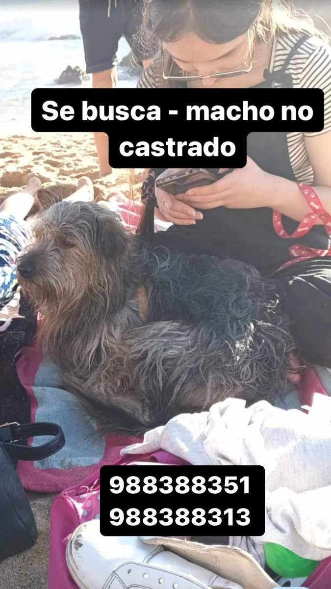 ilovedogs_vale's tweet photo. (Perdidos incendio V región) ME AYUDAN A DARLE RT A ESTOS PERRITOS PORFA!🩷🥺, para que juntos podamos hacer el milagro y regresen con sus familias!!🙏🏻 @carolinapinoc @Carito21Sa @XimenaAG70 @canelapali @SnoopyRossental @Trini_Patriota @BlanquitaMontt @ManuelR46018107 https://t.co/oIbyihFIwJ