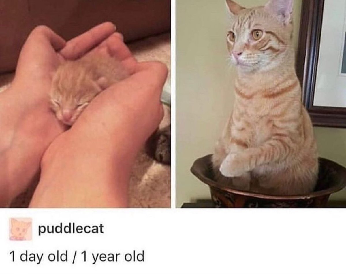 PostsOfCats's tweet photo. https://t.co/2Xc93xOcJb