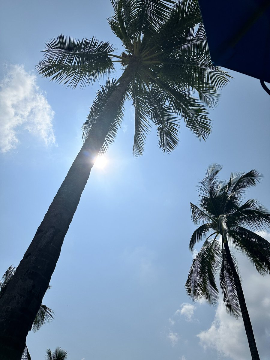AshVA28's tweet photo. Meet me under the palms!! #travel #adventure #vacation #Thailand https://t.co/5A19OG62qu