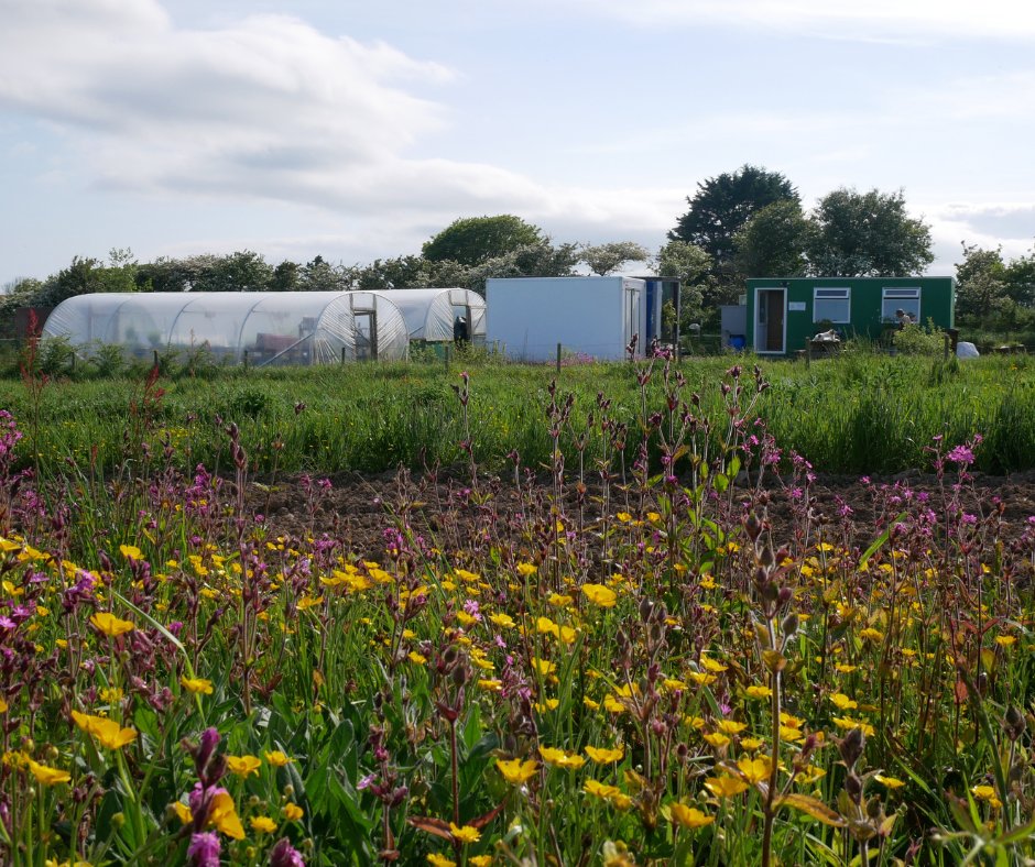 True Harvest Seeds tweet media