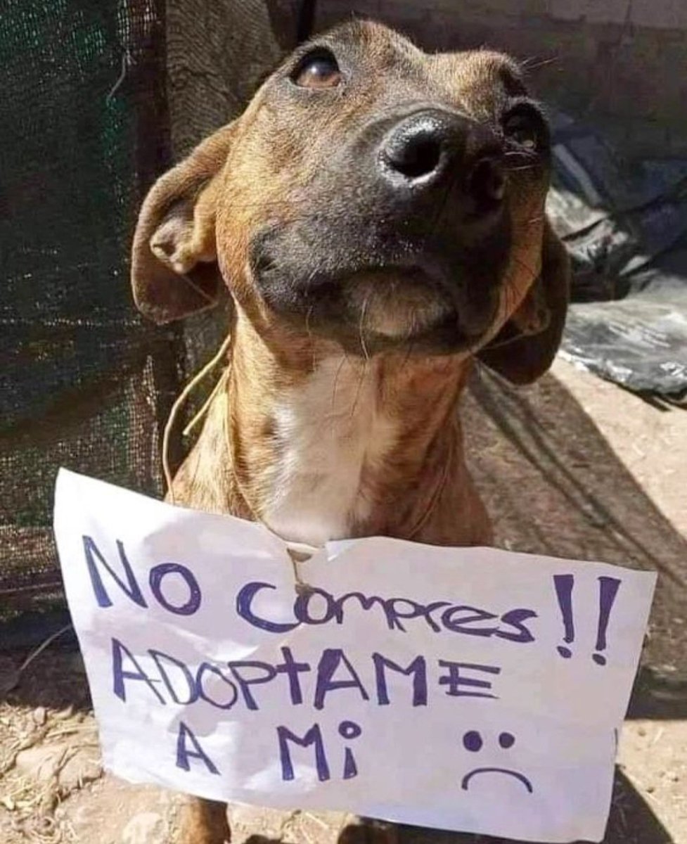 cirio17's tweet photo. Estimados Amigos!!!, "No pasemos de largo🐶🐈"
Este 10 y 11 Febrero habrá Jornadas de ADOPCION en Mall Arauco Maipú💚💚 Protege una Vida y dale una Oportunidad a tu corazón!!!.
Abrazo Infinito https://t.co/dS7YgoZakG