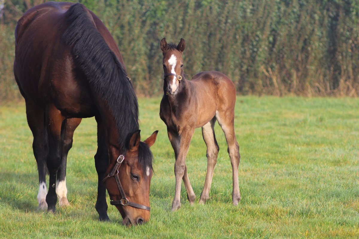 Someone's happy it's #FoalFriday🎉🥳

This filly is by @HoStud's 𝗥𝗲𝗰𝗼𝗿𝗱 𝗕𝗿𝗲𝗮𝗸𝗶𝗻𝗴 Gr.1 sire 𝗠𝗘𝗛𝗠𝗔𝗦 and already loves life 🩷

Breeder: @DANNYFANTS73 

#RPfoalgallery #Futurechampions #Foals24 #Thoroughbredfoals #Mehmas #NSfoaling #Filly