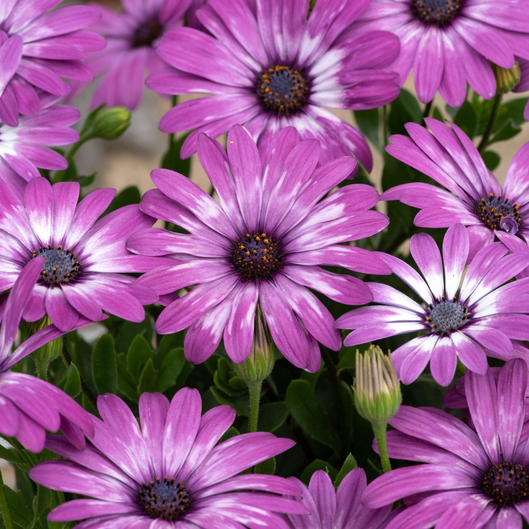 ThompsonMorgan's tweet photo. Enter our #competition to win a bundle of summer bedding plants!

Have a go: https://t.co/JkMGJHYJVk 

Fill beds, borders and baskets with colour this summer! Our prize contains brand new varieties that will transform your garden.🌸

Closes 23/02 #WinItWednesday https://t.co/BvRUWiQynZ