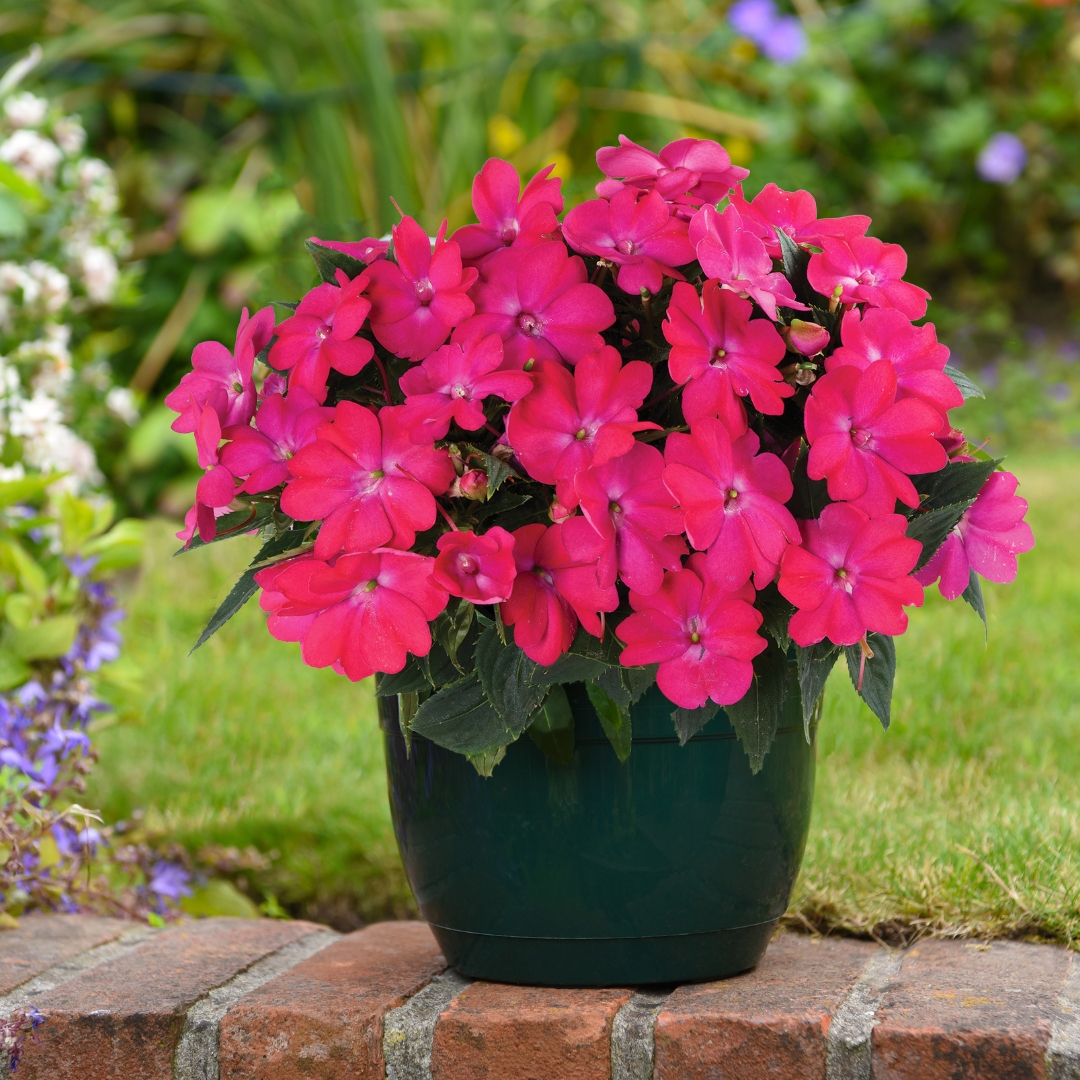 ThompsonMorgan's tweet photo. Enter our #competition to win a bundle of summer bedding plants!

Have a go: https://t.co/JkMGJHYJVk 

Fill beds, borders and baskets with colour this summer! Our prize contains brand new varieties that will transform your garden.🌸

Closes 23/02 #WinItWednesday https://t.co/BvRUWiQynZ