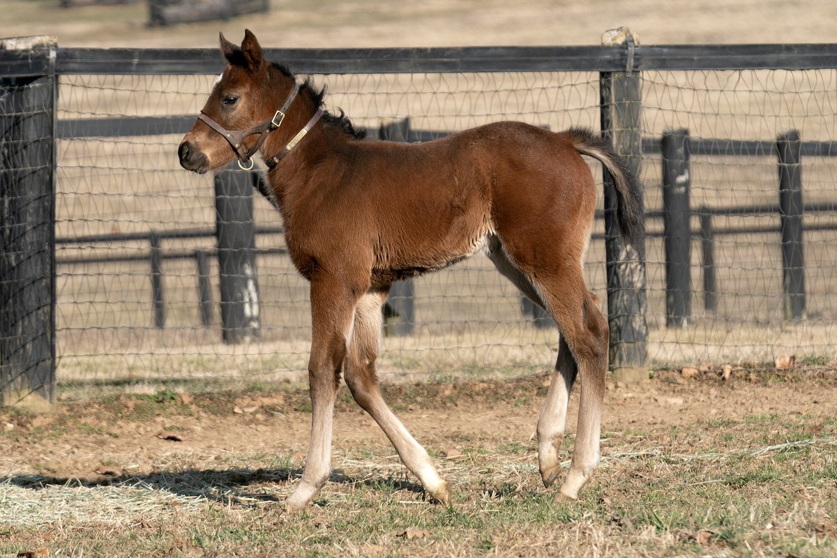 coolmoreamerica's tweet photo. This beautiful CORNICHE filly o/o Faith and Honor is todays #FeatureFoalFriday 🤩
Bred by Sun Valley Farm.

#HomeOfChampions
#CoolmoreSires
#KYOaks2027 https://t.co/s3aYDn2CsH