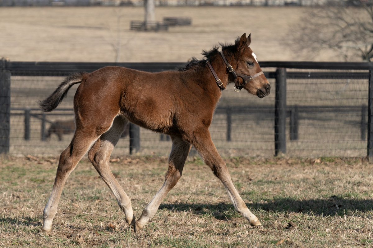 coolmoreamerica's tweet photo. This beautiful CORNICHE filly o/o Faith and Honor is todays #FeatureFoalFriday 🤩
Bred by Sun Valley Farm.

#HomeOfChampions
#CoolmoreSires
#KYOaks2027 https://t.co/s3aYDn2CsH