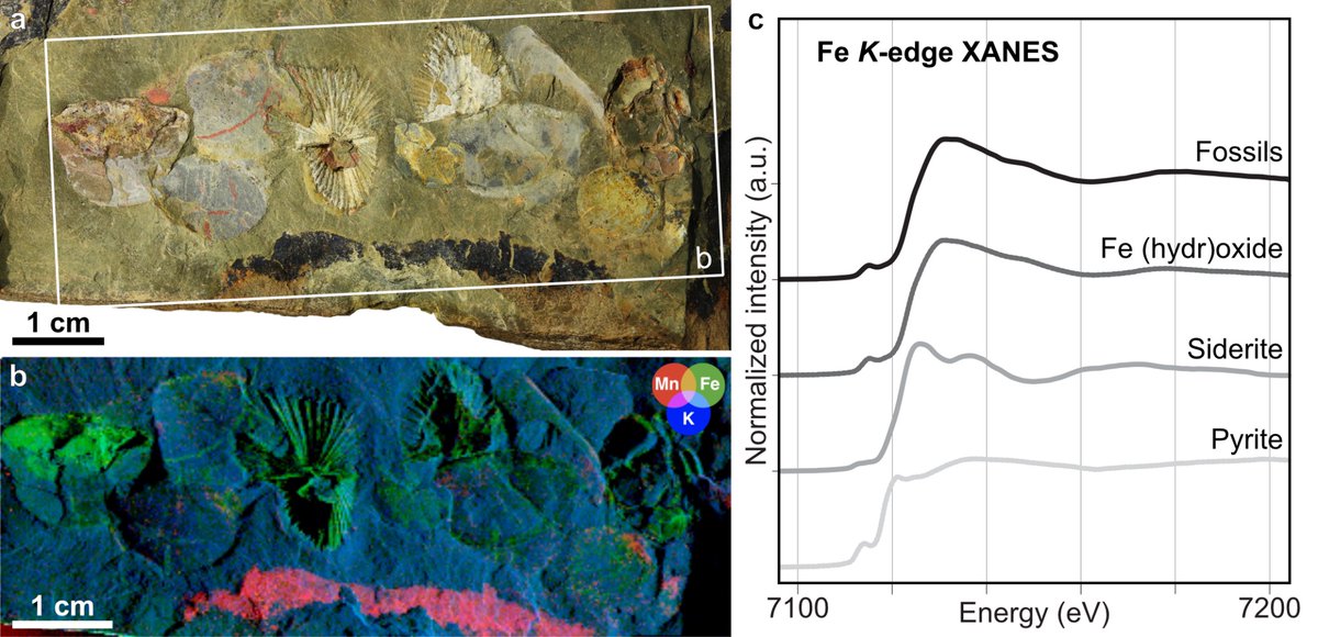 We also took some of these fossils on a short trip to <a href="/synchroSOLEIL/">Synchrotron SOLEIL</a> to determine their chemical composition using X-ray fluorescence major-to-trace elemental mapping and X-ray absorption spectroscopy at the <a href="/PUMA_beamline/">PUMA beamline</a>. A first step to deciphering their preservation pathway!