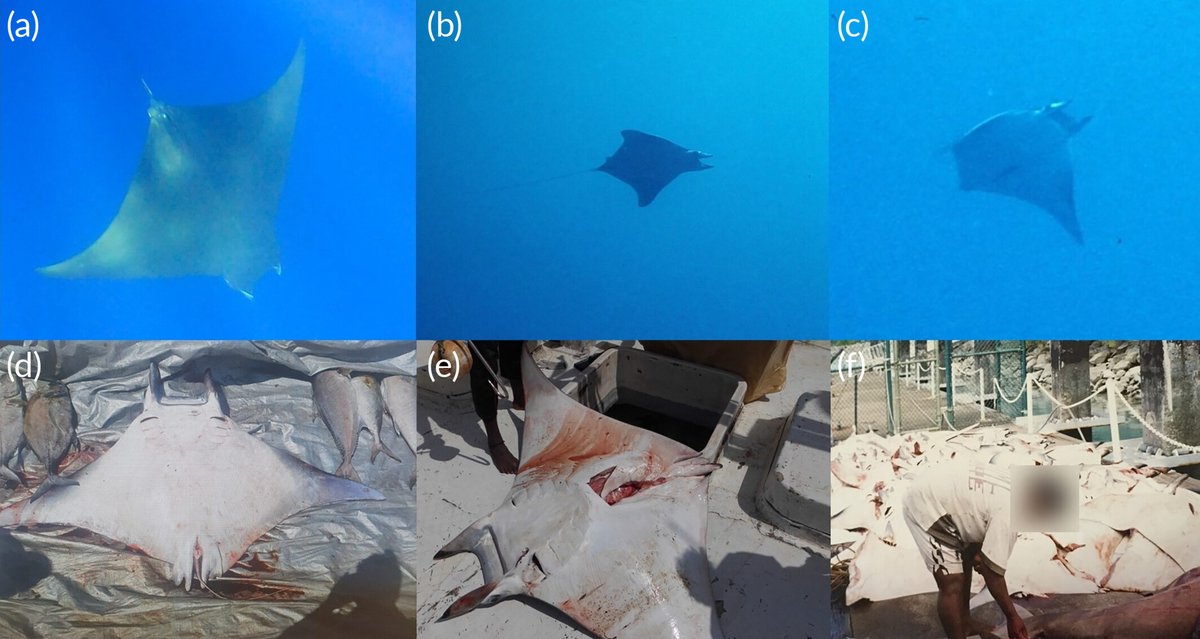 Understanding the amazing biodiversity in LSMPAs is key...especially when threatened by illegal fisheries. New paper by @JoannaL_Harris out today documents sicklefin (Mobula tarapacana) and bentfin (Mobula thurstoni) devil rays in the Chagos Archipelago @MantaTrust @ZSLMarine