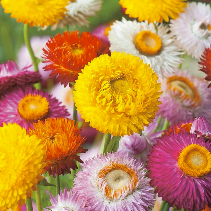 Mr Fothergills Seeds tweet media