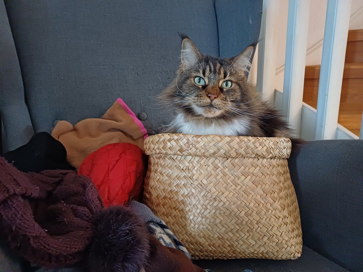 To supplement my typical 'cats in boxes' art, I'm exploring a brand new genre: 'cats in baskets'