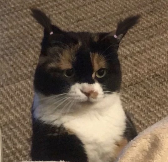 CatTalesTweets's tweet photo. Cutie😻 https://t.co/TxYTGxJ0I7