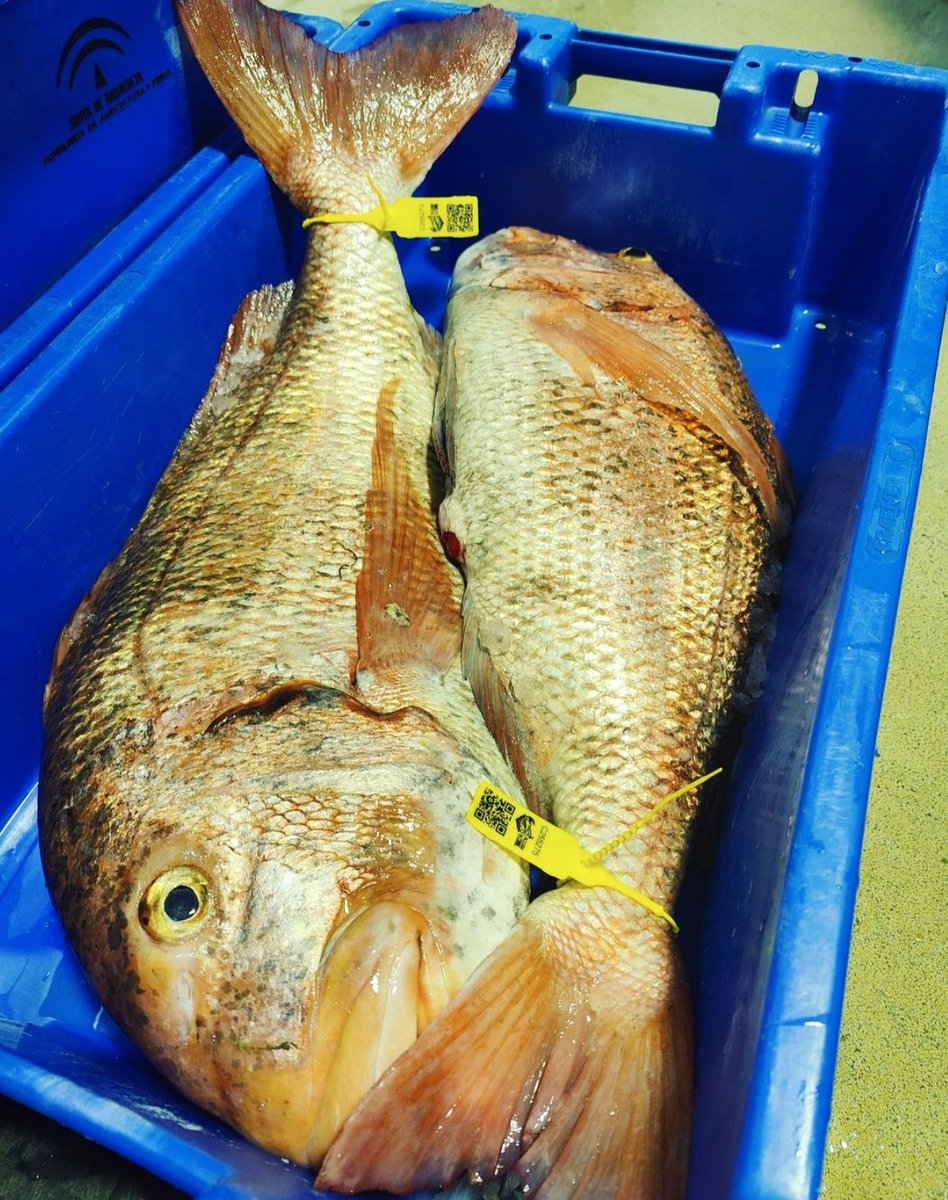 Opp72Pesca's tweet photo. 👉 Gracias a esta etiqueta amarilla podrás diferenciar nuestra marca #PescadodeConil.
🐟 Cuando las #urtas tienen un peso considerable (como la de foto), van perdiendo las rayas rosadas que las caracterizan y le aparecen lunares negros en su lomo. https://t.co/UJRr32tKPE