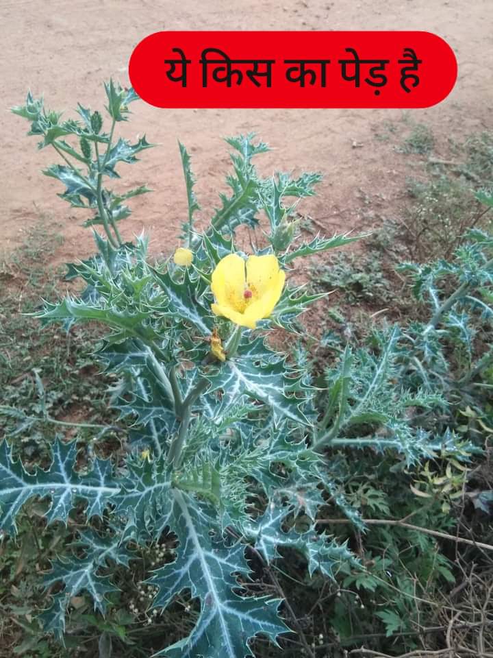 MP4bjpharish25's tweet image. #म #र  #स #झ #क