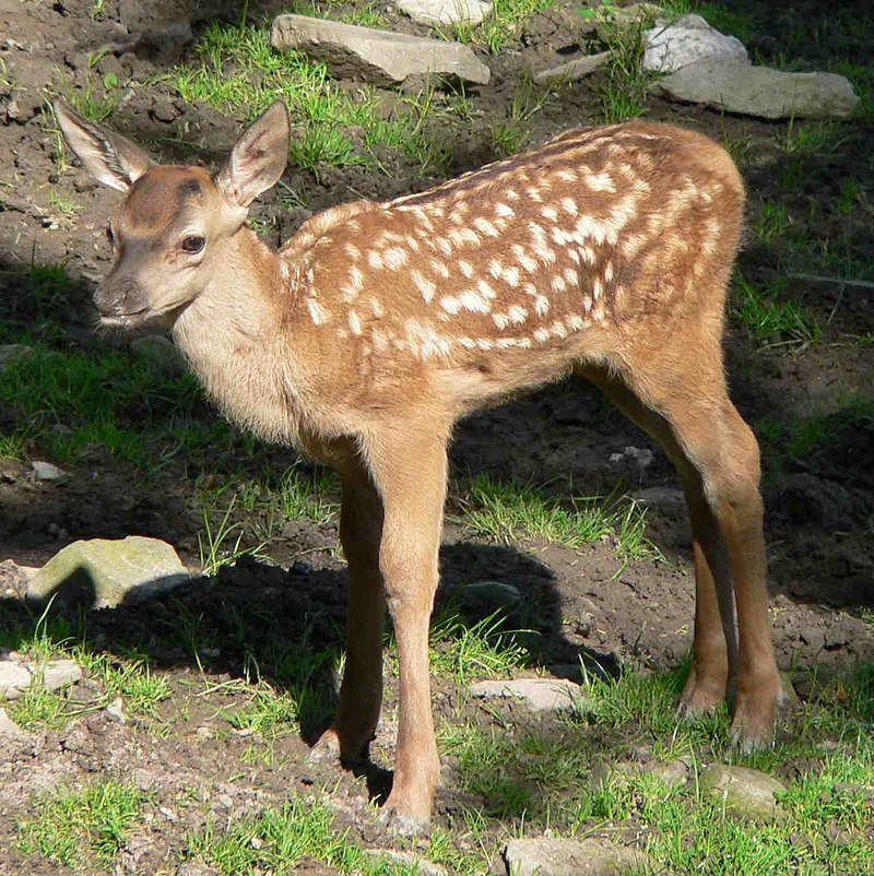 arxavben's tweet photo. Autre précision sur la robe des #Faons : chez le #Chevreuil les taches blanches sont alignées ; chez le #Cerf elles sont en vrac.
Faon chevreuil : env 2 kg à la naissance (à gauche).
Faon cerf : env 7-8 kg (à droite).
Toujours cette affaire de gabarit...
19/n https://t.co/SQQjwNxfc7
