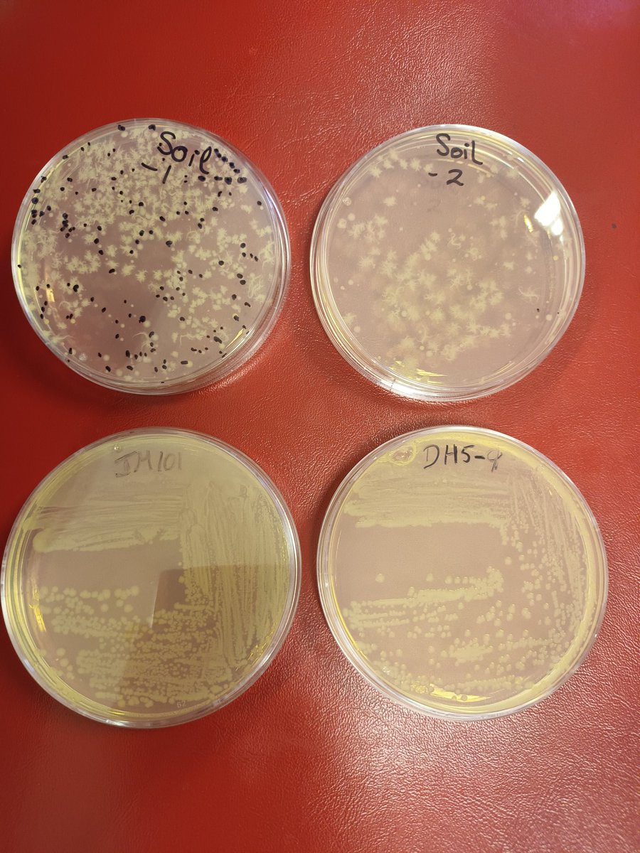 Mahony Lab (@jennifermahony7) on Twitter photo We were delighted to host Kacey Field, a fantastic TY student from Gaelcholaiste Mhuire AG for the past week. She's has been isolating E. Coli phages and strains from environmental samples. Total pro!! <a href="/UccMicrobiology/">Microbiology UCC</a> <a href="/Pharmabiotic/">APC Microbiome Ireland</a> We were delighted to host Kacey Field, a fantastic TY student from Gaelcholaiste Mhuire AG for the past week. She's has been isolating E. Coli phages and strains from environmental samples. Total pro!! <a href="/UccMicrobiology/">Microbiology UCC</a> <a href="/Pharmabiotic/">APC Microbiome Ireland</a>