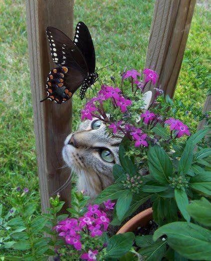 CatTalesTweets's tweet photo. : ¨·.·¨ :
 ` ·. 🦋
                  ╱|、                   
                (˚ˎ 。7  
                 |、˜〵          
                じしˍ,)ノ https://t.co/c139bXZRR7