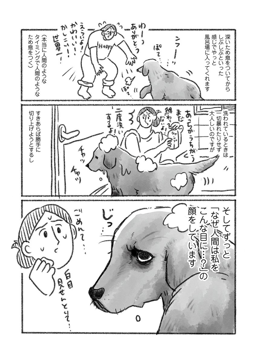 老犬Aとの暮らしをつづった絵日記です💐  老犬とお風呂(1/2)