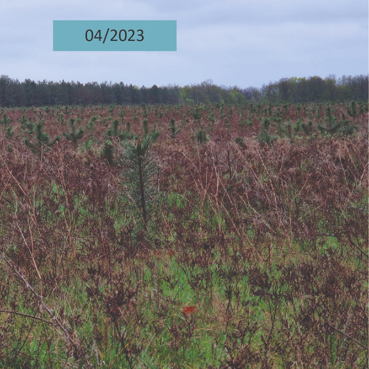 AssoDuramen's tweet photo. En février 2020, près de 3600 arbres avaient été plantés à Montcresson (45) avec le soutien de Duramen : 2/3 de Pins laricio de Calabre et 1/3 de Pins maritimes. Voici des photos de la plantation 4 ans après. https://t.co/E7RU36mJQs