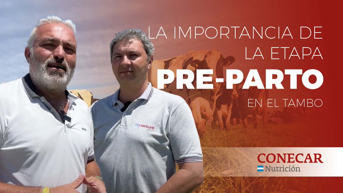 CONECAR's tweet image. La importancia de la etapa de PRE-PARTO en el Tambo 🐄🇦🇷

🔴 Mira el video completo en nuestro canal de YouTube.

👉 youtu.be/OmDQUY11Dh0?si…