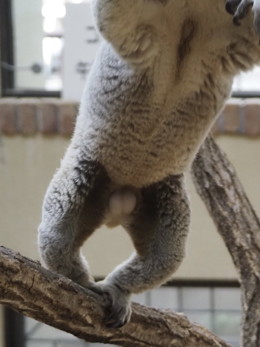 ボクの… 🧄 マニアックさん向けですよ…😎💕 2024,02,06 #王子動物園