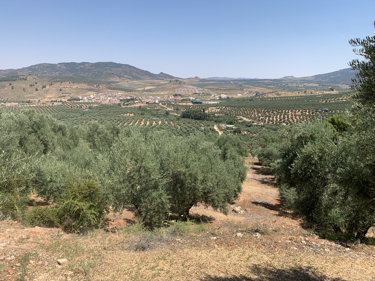 HIDROLIVAR's tweet photo. ¿Nos ayudas con esta #encuesta ? Son sólo dos minutos !
Estamos preguntando por el papel DEL OLIVAR TRADICIONAL ANTE LOS RETOS SOCIO-ECONÓMICOS DEL MEDIO RURAL.
Aquí el enlace 👉 https://t.co/hOcgS6AYWk 

Gracias ! @HIDROLIVAR @ASAJACORDOBA @asajajaen @ambientaing @ETSIAMCordoba https://t.co/baJYy53dvw
